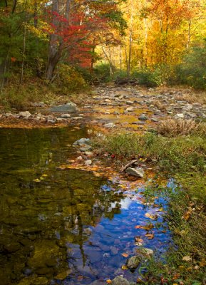 Virginia fall canopy