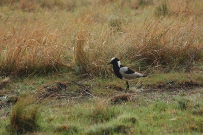 Blacksmith Plover