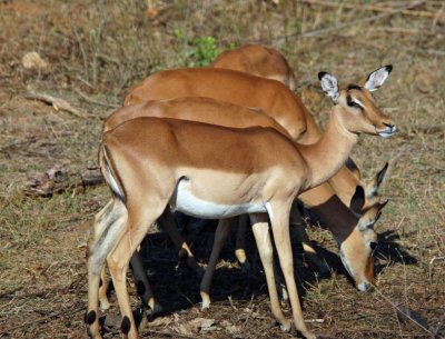 Impala Feeding