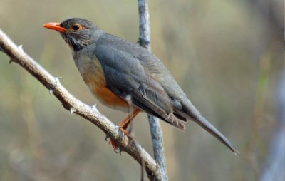 Kurrichane Thrush