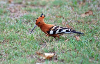 Hoopoe