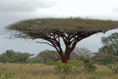 Flattop Acacia