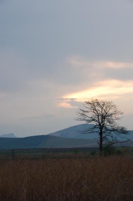 Grassveld sunset