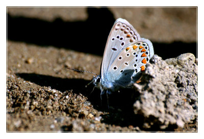 Silver-studded Blue