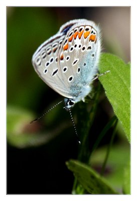 Silver-studded Blue