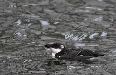 IMG_9293.Razorbill-aalborg-DK-10.12.08.jpg