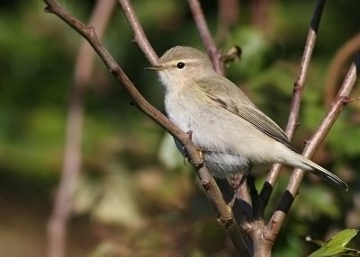 IMG_4565.tristis-type-18.10.07.jpg