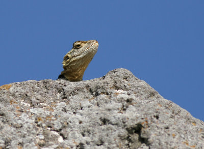 IMG_4712guan18.6.jpg
