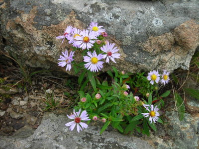 092806-N-0769 asters growing in a crevice.JPG