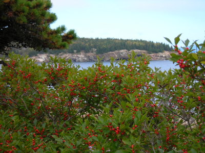 092806-N-0820 winterberry and ocean scene - possible Christmas card photo.JPG
