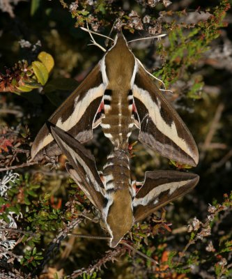 Moths (Nattfjrilar och svrmare)