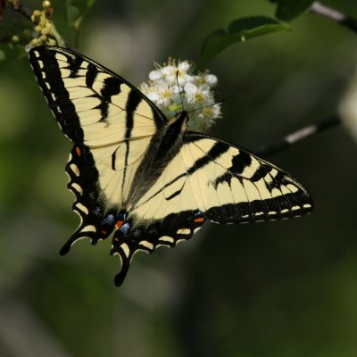 Canadian Tiger Swallowtail, Papilio canadensis