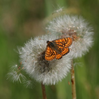 Marsh Fritillary, Euphydryas aurinia (Väddnätfjäril)
