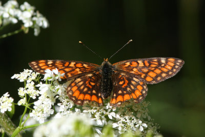 Scarce Fritillary, Euphydryas maturna (Asknätfjäril)