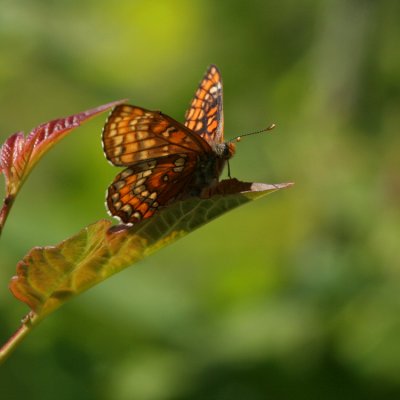 Scarce Fritillary, Euphydryas maturna (Asknätfjäril)