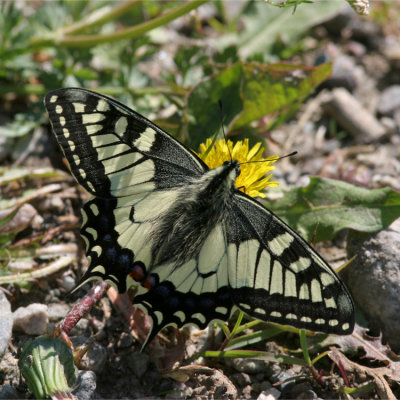 Swallowtail (Makaonfjril) Papilio machaon