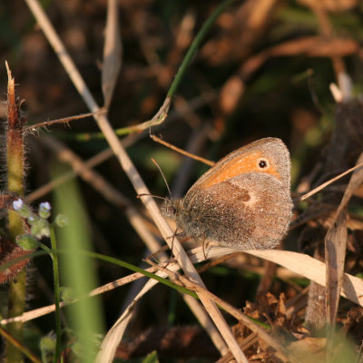 Small Heath, Coenonympha pamphilus (Kamgräsfjäril)