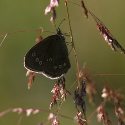 Aphantopus hyperanthus (Luktgräsfjäril)