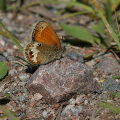 Pearly Heath, Coenonympha arcania (Pärlgräsfjäril)