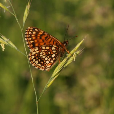 False Heath Fritillary, Melitaea diamina (Sotnätfjäril)