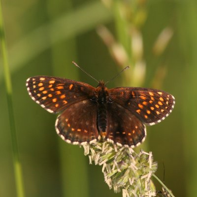 False Heath Fritillary, Melitaea diamina (Sotnätfjäril)
