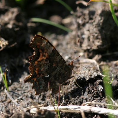 Comma, Polygonia C-album (Vinbärsfuks)