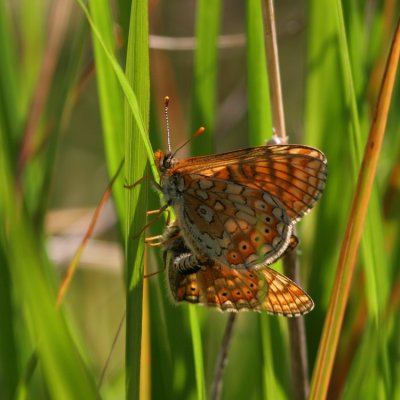 Marsh Fritillary, Euphydryas aurinia (Väddnätfjäril)