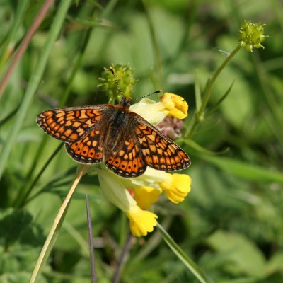Marsh Fritillary, Euphydryas aurinia (Väddnätfjäril)