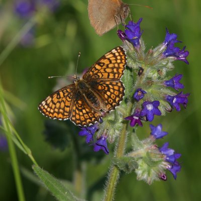 Glanville Fritillary, Melitaea cinxia (Ängsnätfjäril)