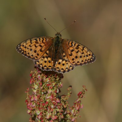 Dark Green Fritillary, Argynnis aglaia (Ängspärlemorfjäril)
