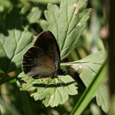 Aphantopus hyperanthus (Luktgräsfjäril)