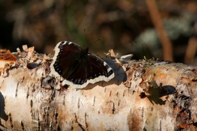 Camberwell Beauty, Nymphalis antiopa (Sorgmantel)