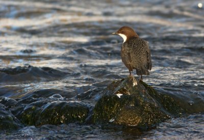 White-throated Dipper, Cinclus cinclus (Strmstare)