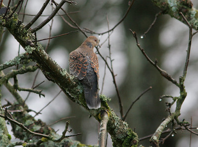 Oriental Turtle Dove, Strre turturduva, Streptopelia orientalis orientalis