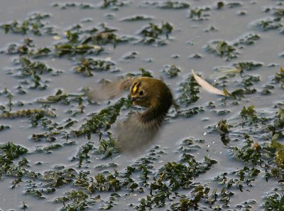 Goldcrest, Kungsfgel, Regulus regulus azoricus