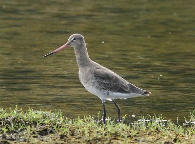 Black-tailed Godwit, Rdspov, Limosa limosa