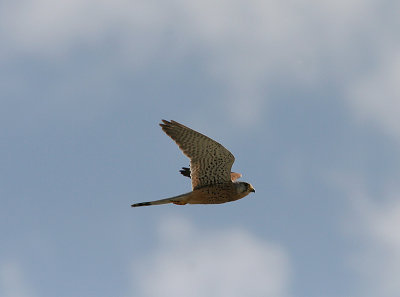 Common Kestrel, Tornfalk, Falco tinnunculus