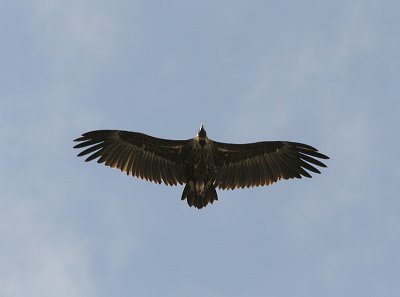 Eurasian Black Vulture, Grgam, Aegypius monachus