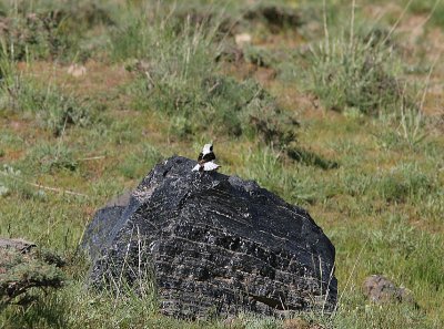 Finsch's Wheater, Finschstenskvätta, Oenanthe finschii