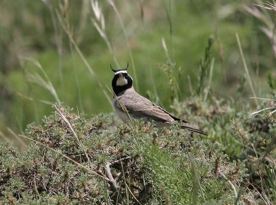 Horned Lark, Berglärka, Eremophilla alpestris pencillata