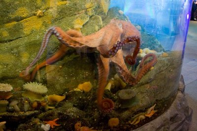 Giant Octopus, Seattle Aquarium