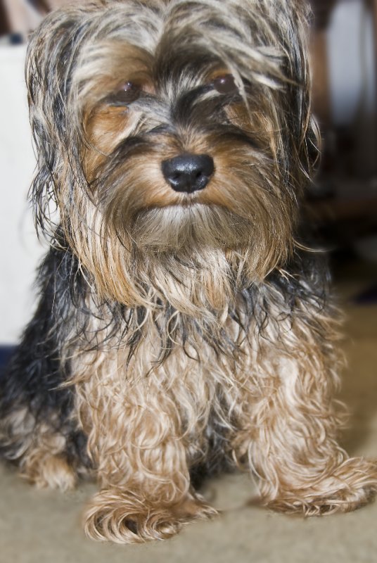 One Pissed Off Yorkie !