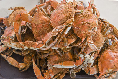 Maryland Steamed Crabs