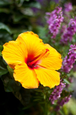 Hibiscus