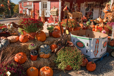 Pumpkins