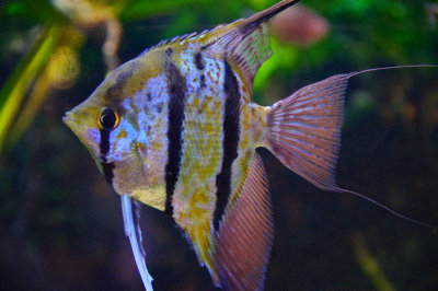 The Fish is Delish...