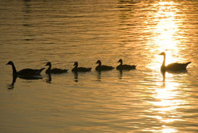 The Ducks - Keeping it Cool
