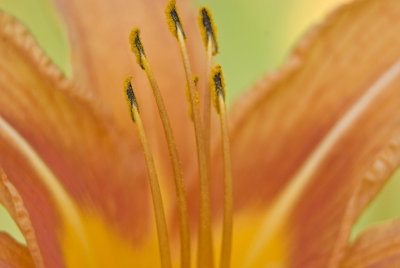 Orange Daylilies