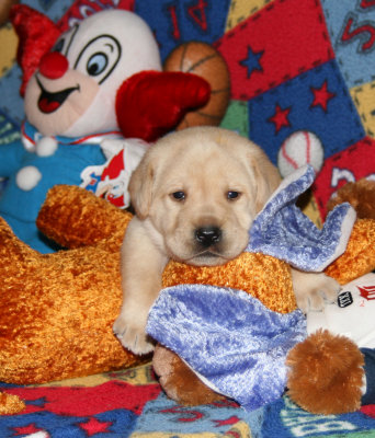 3-1/2 Weeks Old