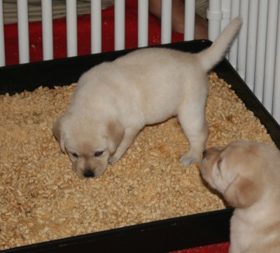 Learning to use the litter pan!